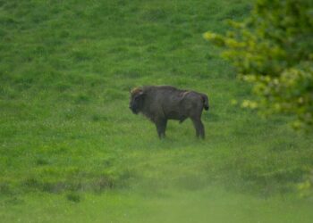 Localnicii din satul Târpești, județul Neamț, s-au speriat de prezența unui zimbru