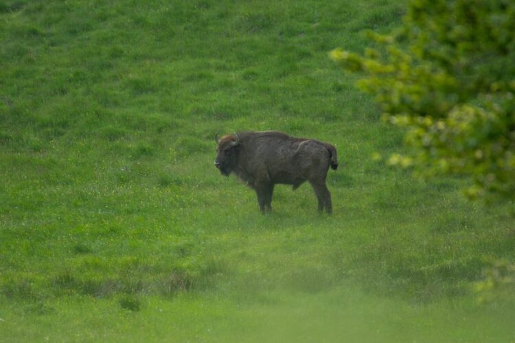 Localnicii din satul Târpești, județul Neamț, s-au speriat de prezența unui zimbru