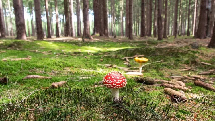 O bătrână de 90 de ani, plecată la cules de ciuperci, a fost dată dispărută