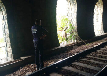 Jandarmii de la Postul Montan Vulcan au salvat o căprioară atacată de câini, blocată într-un tunel de cale ferată de pe Defileul Jiului
