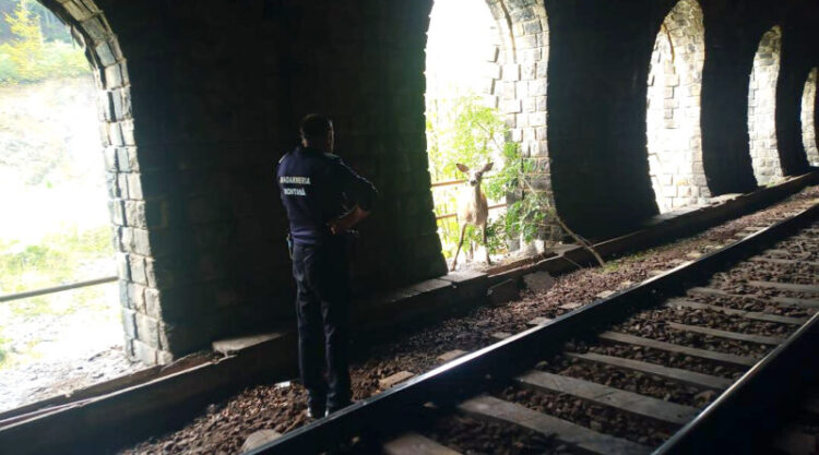 Jandarmii de la Postul Montan Vulcan au salvat o căprioară atacată de câini, blocată într-un tunel de cale ferată de pe Defileul Jiului