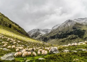 Guvernul a adoptat pachet de sprijin pentru zona montană