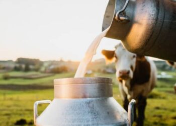 INS: Cantitatea de lapte de vacă colectată de la exploatațiile agricole și centrele de colectare a crescut cu peste 14% în noiembrie 2022, față de noiembrie 2021