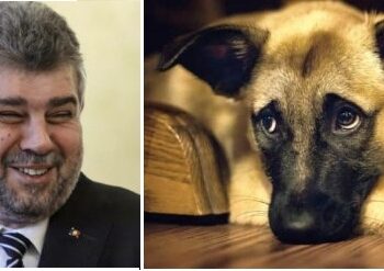 Ai un animal de companie? Pregătește-te să-l hrănești numai cu resturi de la masă! Guvernul îi va taxa și mâncarea lui!