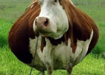 S-a întâmplat într-un sat din Maramureș. Au avut un ȘOC atunci când au văzut ce a fătat vaca. Nimeni nu găsește o explicație pentru asta.