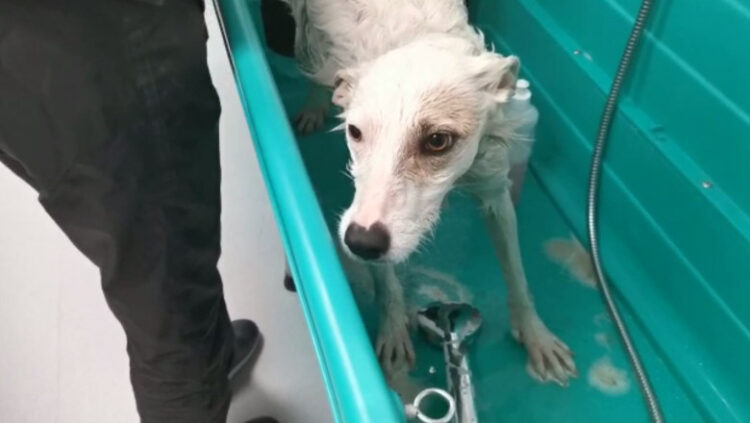 Un clujean și-a abuzat câinele în ultimele luni. Cazul a scos la lumină o afacere cu animale care ar fi ucise!