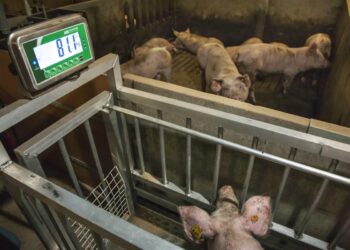 Cum să afli greutatea unui porc dacă nu ai cântar? Este o metodă folosită de cei mai pricepuți fermieri!