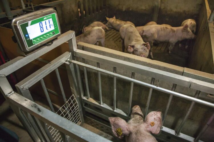 Cum să afli greutatea unui porc dacă nu ai cântar? Este o metodă folosită de cei mai pricepuți fermieri!