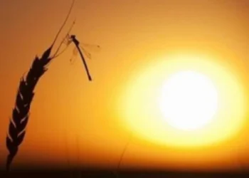 România, sufocată de căldură. Coduri de avertizare în jumătate de țară. Când revenim la normal