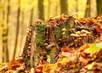 Au apărut deja primele victime ale ciupercilor otrăvitoare!