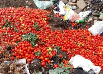 Cum au distrus PSD-PNL legumicultura românească. Acum importăm tot