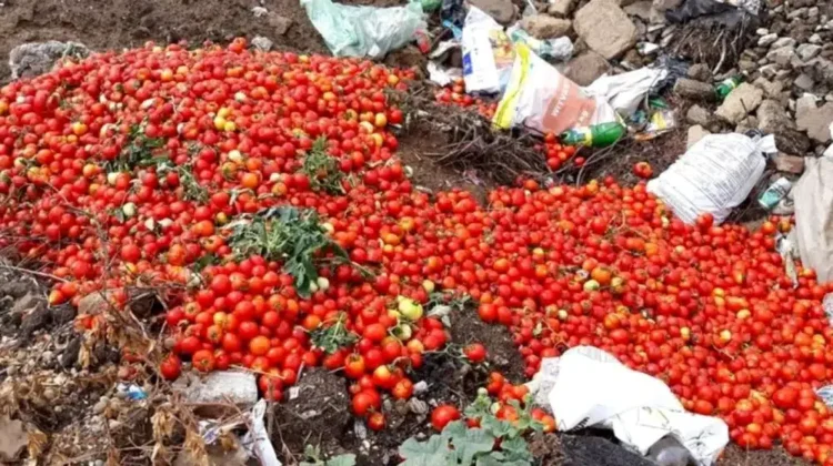 Cum au distrus PSD-PNL legumicultura românească. Acum importăm tot