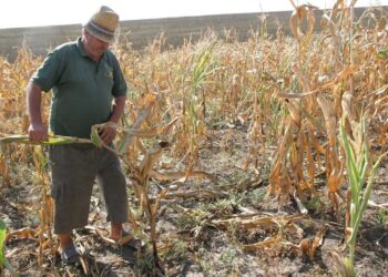 Direcția pentru Agricultură a Județului Suceava a început să ofere despăgubiri fermierilor afectați de secetă!