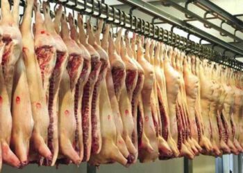 Planul Simion: Fiecare român să aibă porc românesc pe masa de Crăciun! Cu Ciolacu la putere am ajuns să importăm 80% din carnea de porc