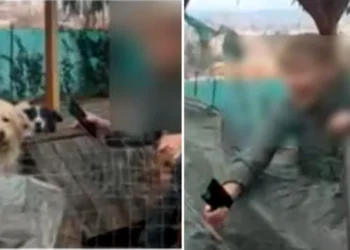 O femeie a transformat casa pe care a închiriat-o în Brașov, într-un adăpost de câini considerat ilegal