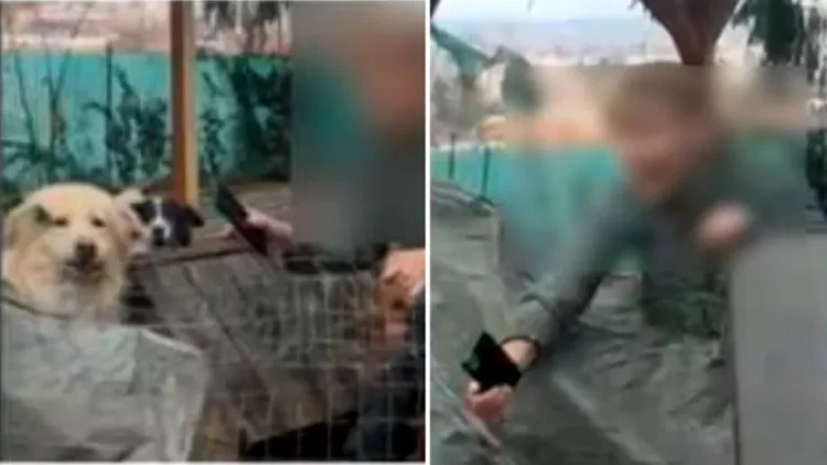 O femeie a transformat casa pe care a închiriat-o în Brașov, într-un adăpost de câini considerat ilegal