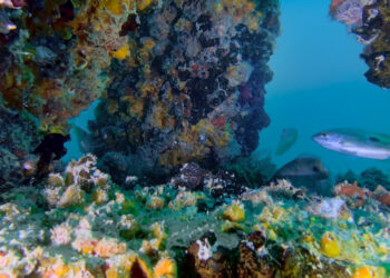 Noi imagini cu reciful din Dubai dezvăluie o viață marină înfloritoare și o creștere a ecosistemului în apele Dubaiului